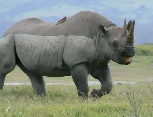 Tanzania Hits 5million tourists before time