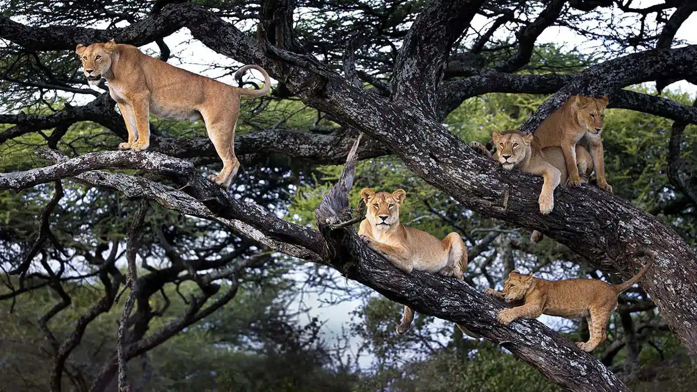 Group of lions and cubs on a tree in lake manyara Tanzania - 1
