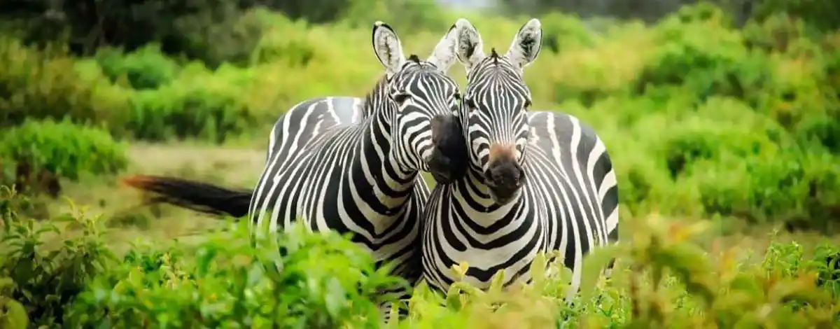 Kissing zebras banner