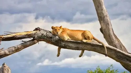 Lake Manyara Lion in the tree