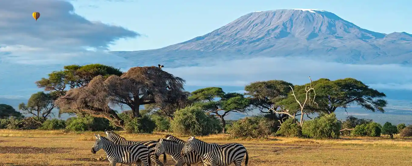 Zebras in Amboseli National Park with mount Kilimanjaro Mount Kilimanjaro view