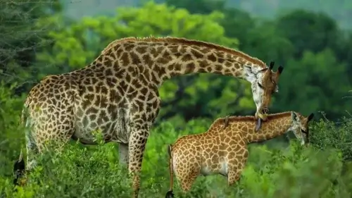 Giraffe Arusha National Park Tanzania