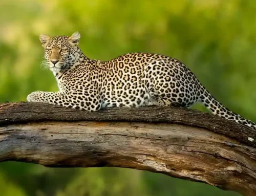 Tanzania and Zanzibar on the Rise – Our take on NatGeo’s feature.