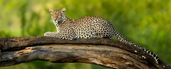 Leopard in the Serengeti National Park