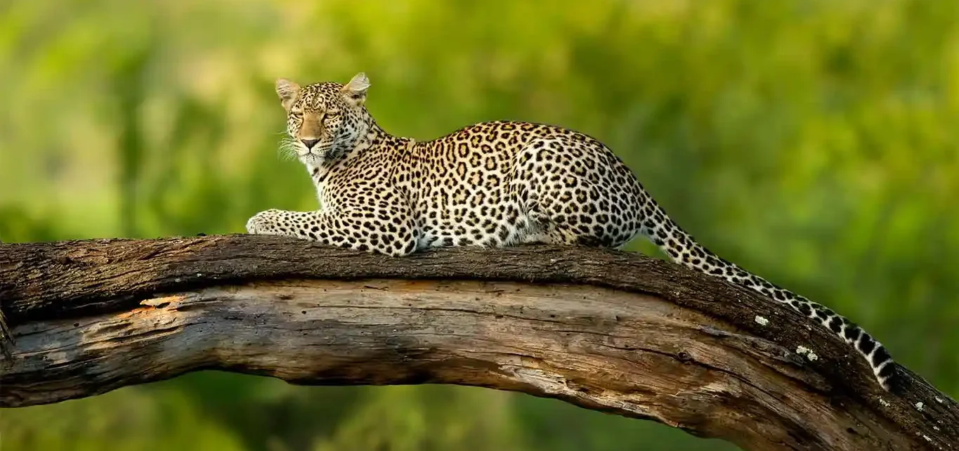 Leopard in the Serengeti National Park