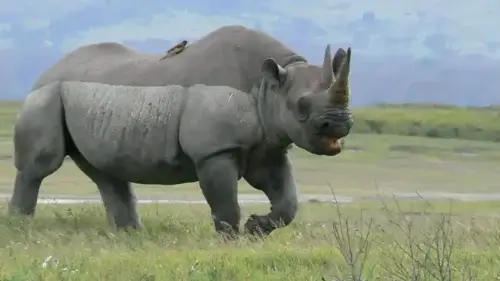 Ngorongoro Crater Rhino