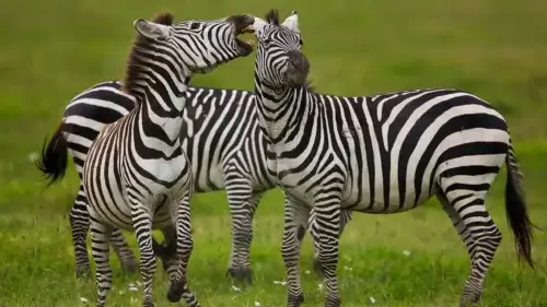 Plains zebras, Ngorongoro Conservation Area