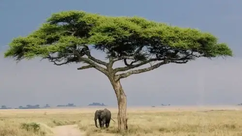 Serengeti Elephants