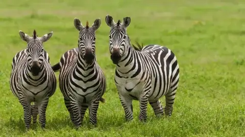 Zebras at the Ngorongoro Conservation Area - Tanzania