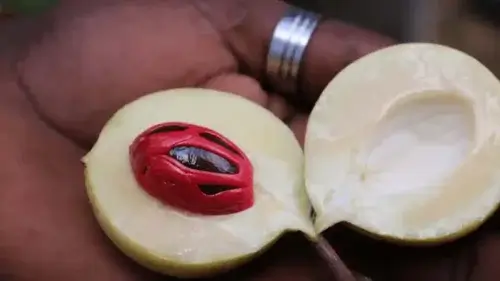 spice tour Fruit