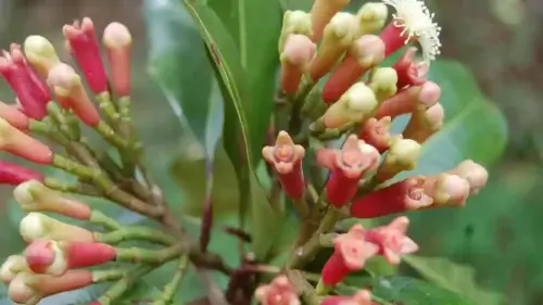 spice tour cloves