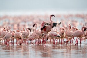 A picture showing lesser flamingos feeding on the alkaline waters of Lake Bogoria, Rift Valley Kenya.