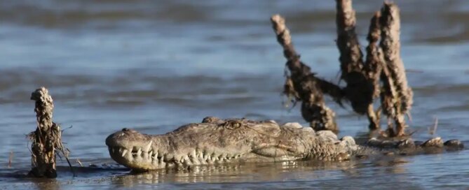 Nile crocodile head emerging from the waters of Lake Turkana in northern Kenya