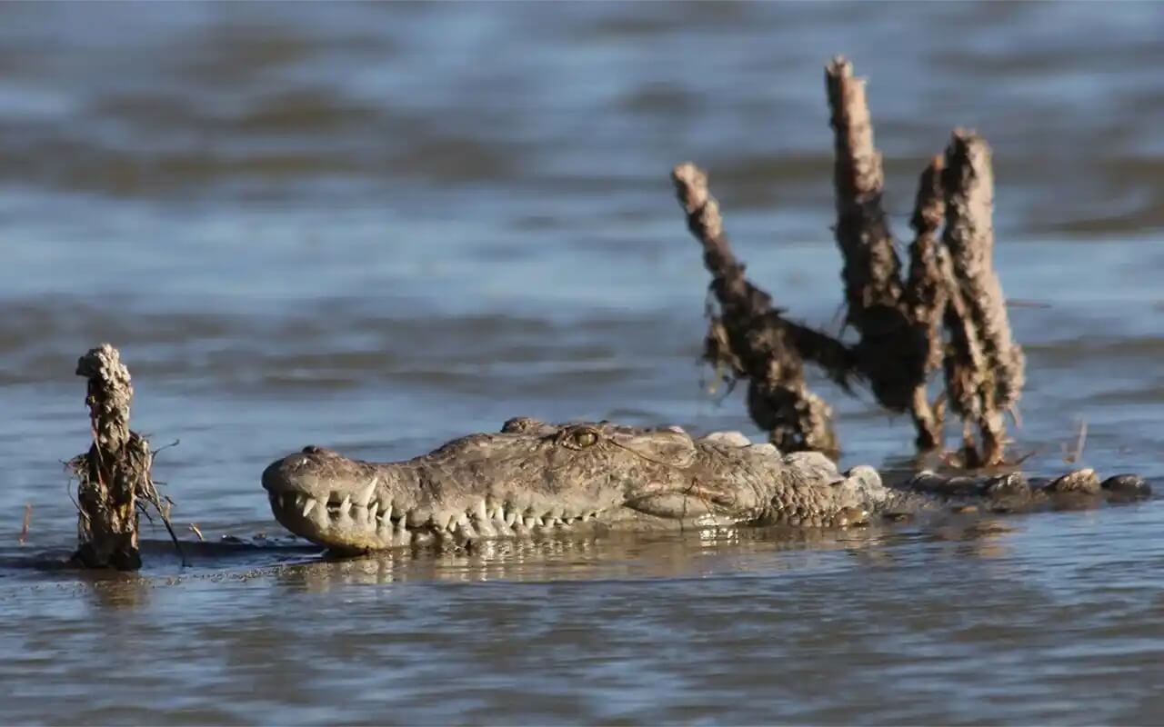 Nile crocodile head emerging from the waters of Lake Turkana in northern Kenya