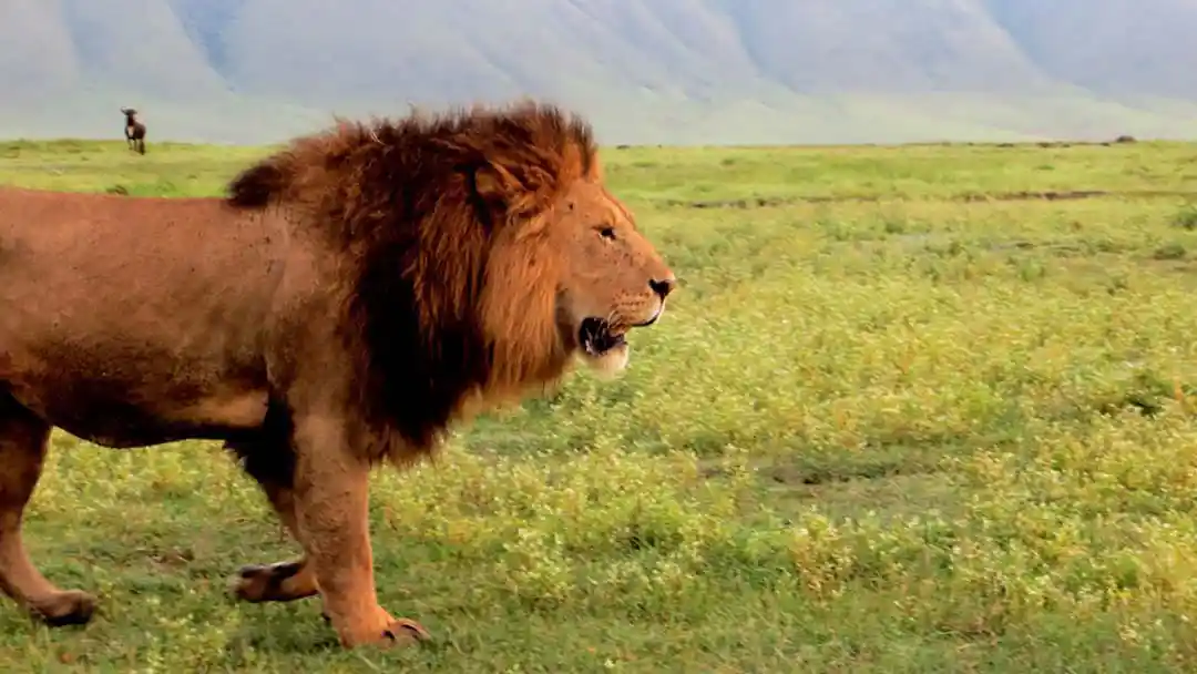 Lion walking through the grasslands of Ngorongoro Crater in northern Tanzania, part of the Ngorongoro Conservation Area