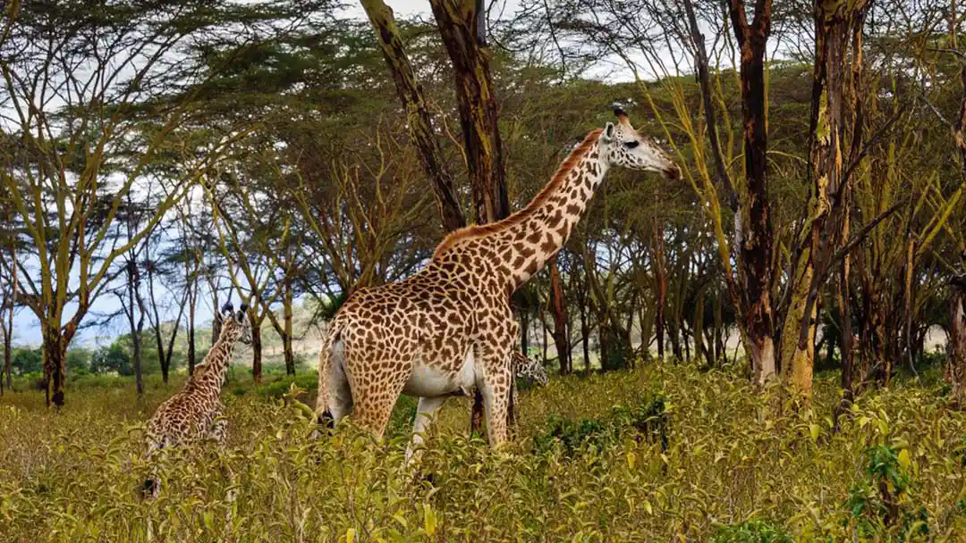 Hells Gate Giraffe